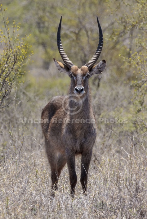 Waterbuck Male