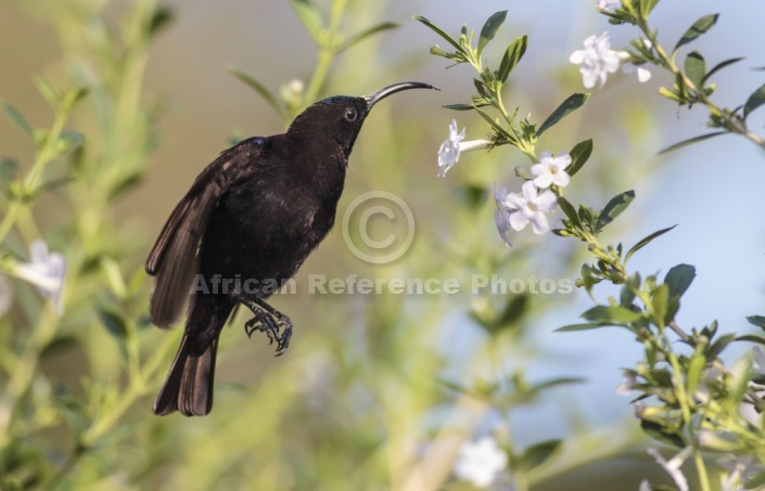 Amethyst Sunbird