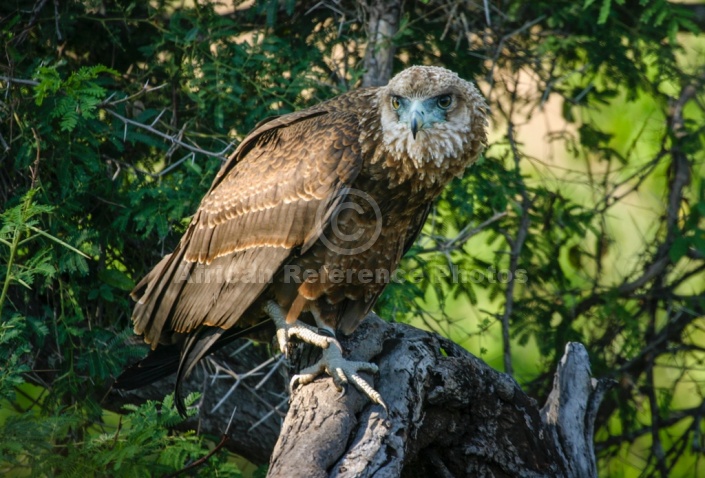 Juvenile Bateleur Eagle