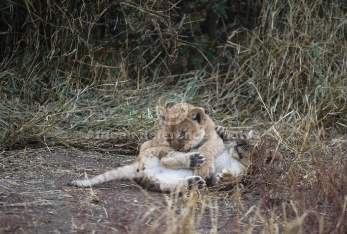 Lion Cub