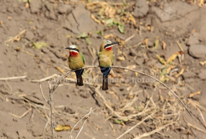 White-fronted Bee-eater