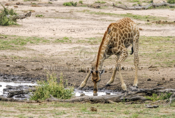 Giraffe Bending to Drink