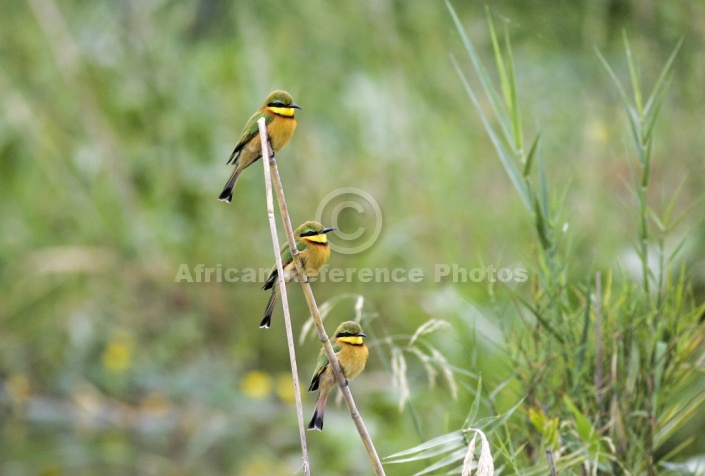 Little Bee-Eater