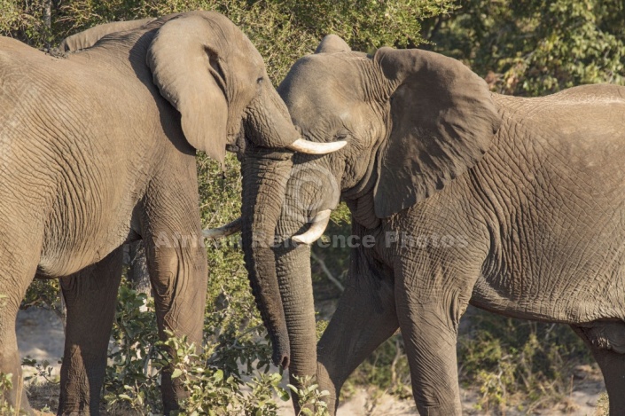 Elephant pair sparring