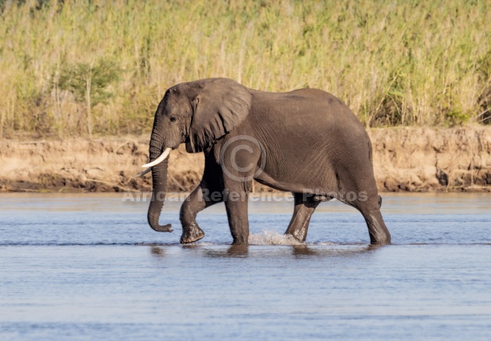 Elephant Walking in River