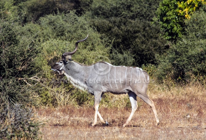 Kudu