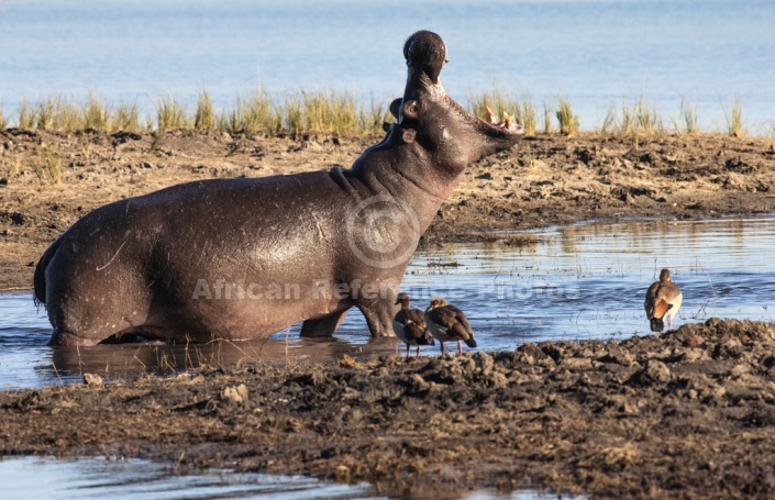 Hippopotamus