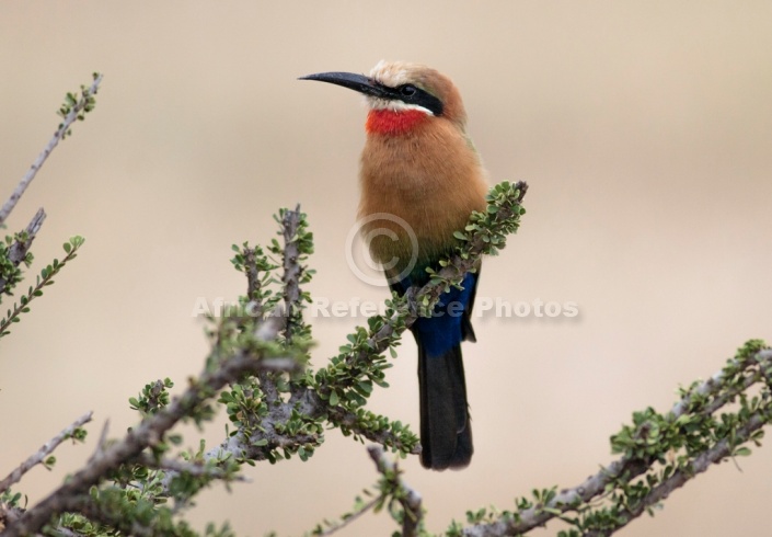 White-fronted Bee-eater