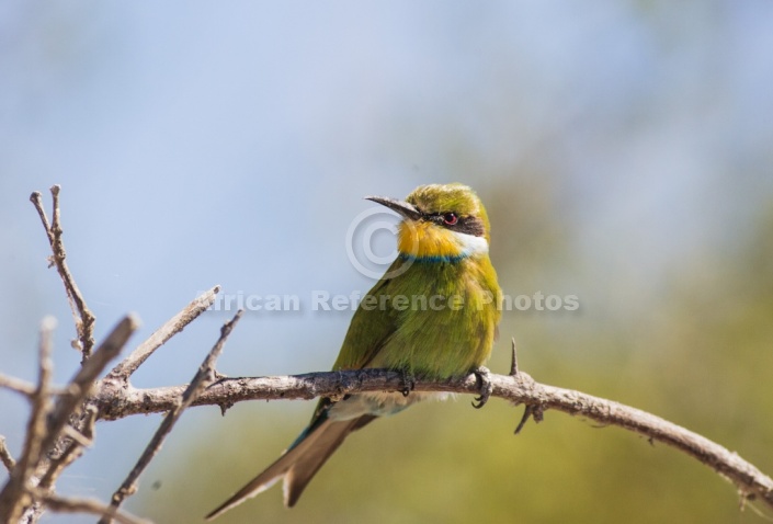 Swallow-tailed Bee-eater