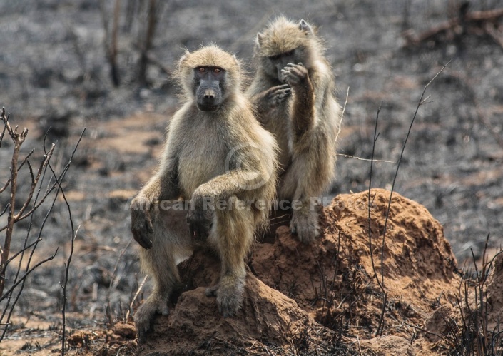 Chacma Baboon