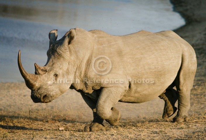 White or Square-Lipped Rhinoceros