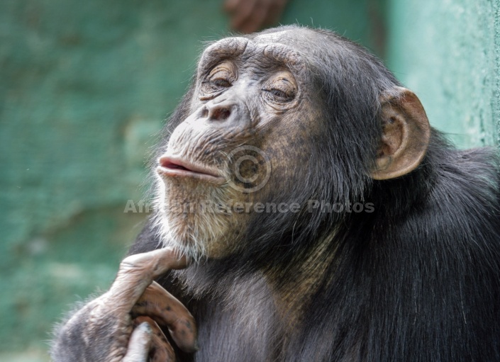 Captive Chimpanzee