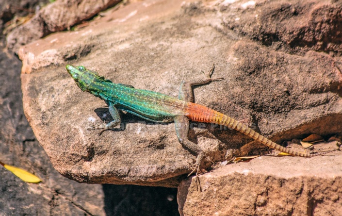 Common Flat Lizard