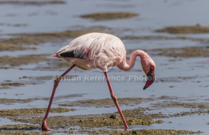 Lesser Flamingo Looking Down