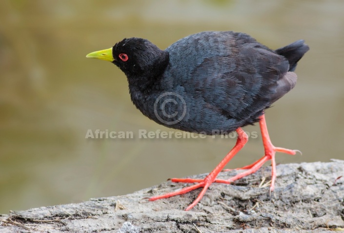 Black Crake on Water's Edge