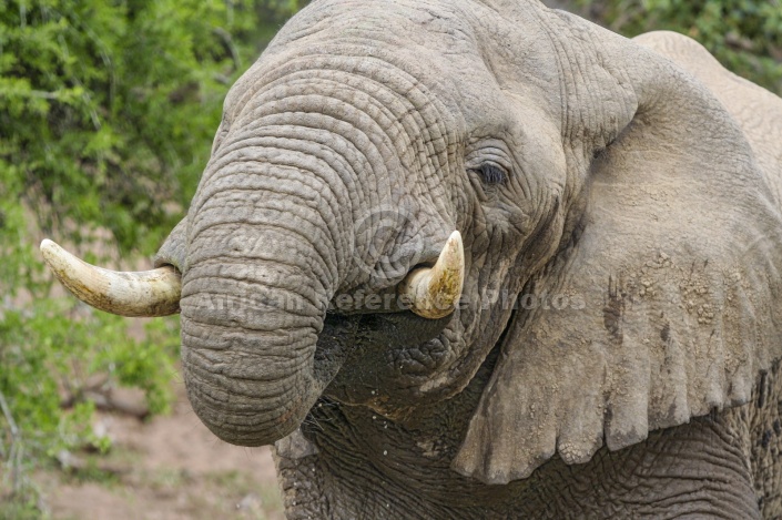 Elephant Drinking, Close-up