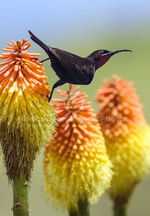 Amethyst Sunbird on Red Hot Poker