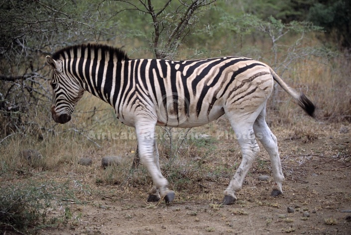 Zebra