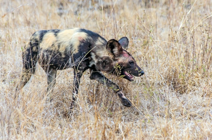 Wild Dog art reference image