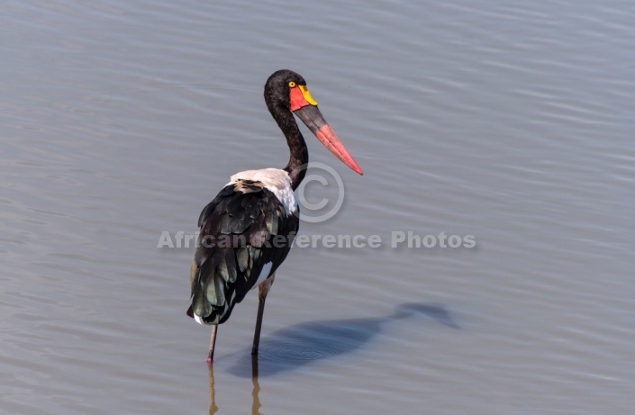 Saddle-billed Stork Wading