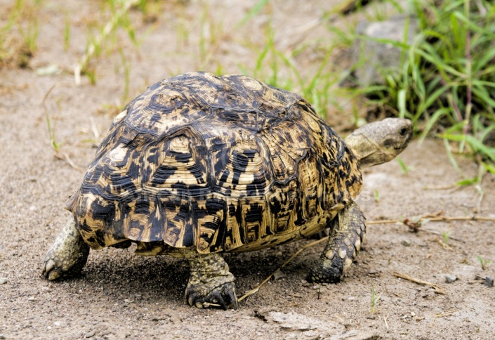 Leopard Tortoise