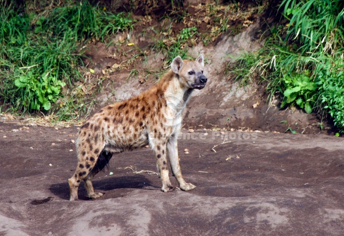 Spotted Hyena