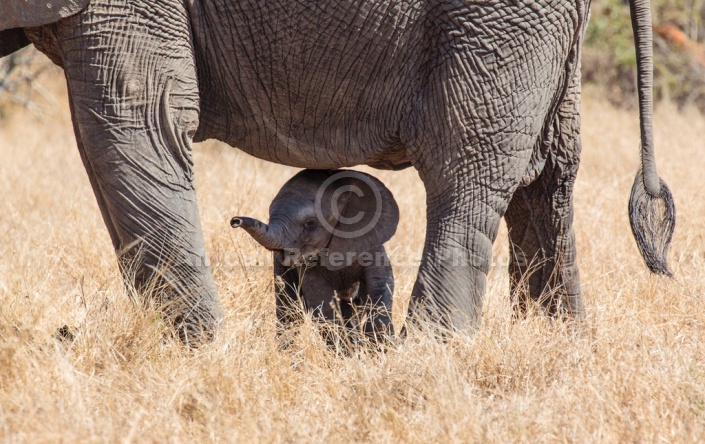 Elephant Baby and Mother