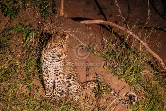 Young Leopard