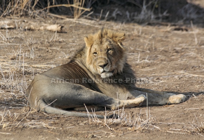 Male Lion