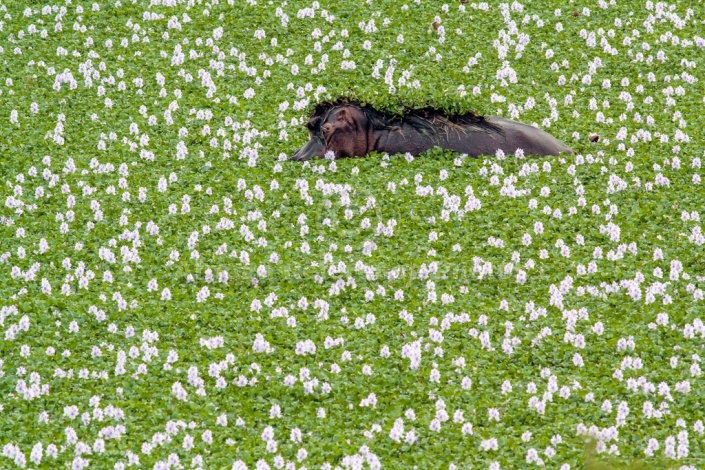 Hippopotamus, Kruger Park