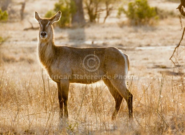 Waterbuck Female