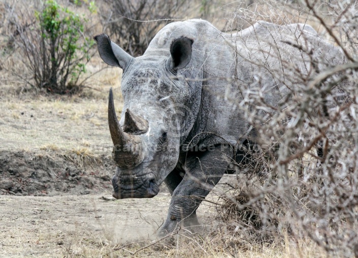 White Rhino Reference Photo