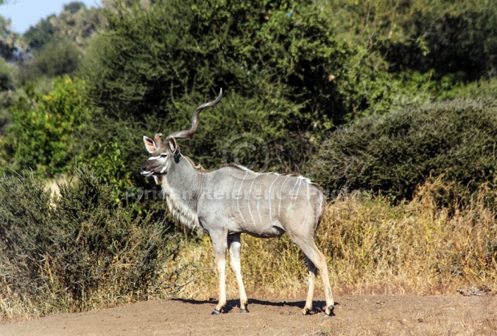 Kudu