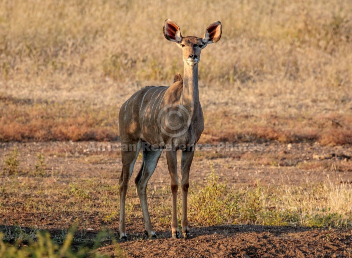 Kudu Female