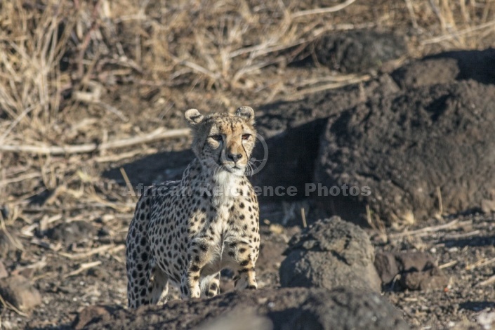 Cheetah