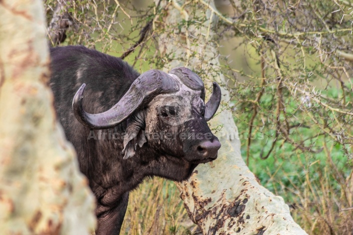 African Buffalo