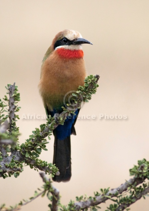 White-fronted Bee-eater