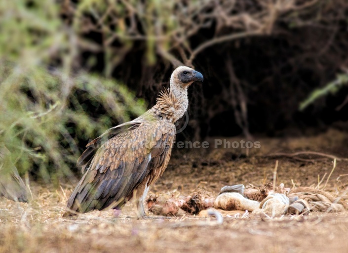 White-backed Vulture