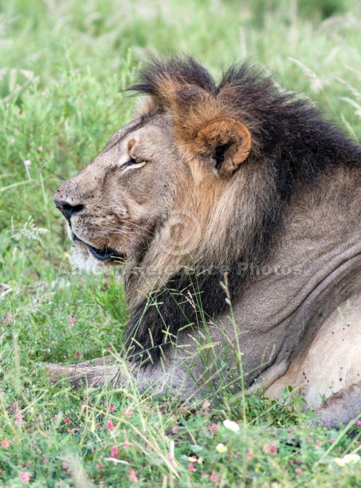 Male Lion