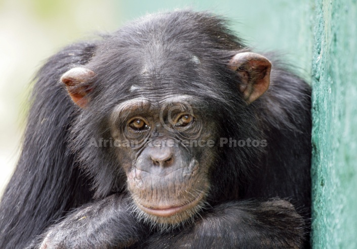 Captive Chimpanzee