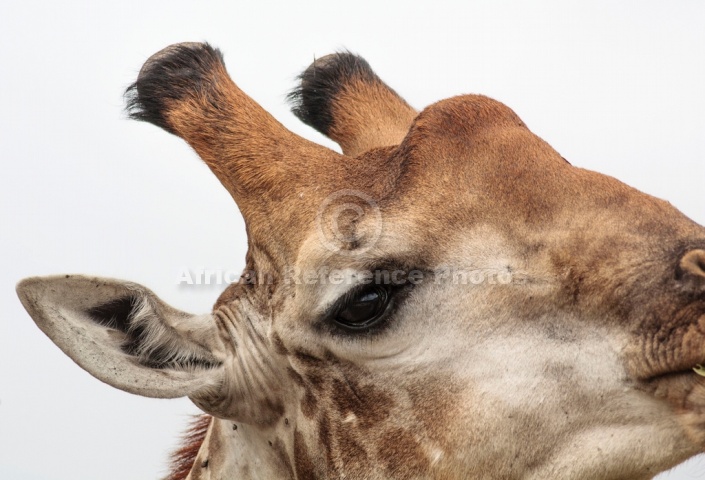 Giraffe, Kruger National Park, South Africa