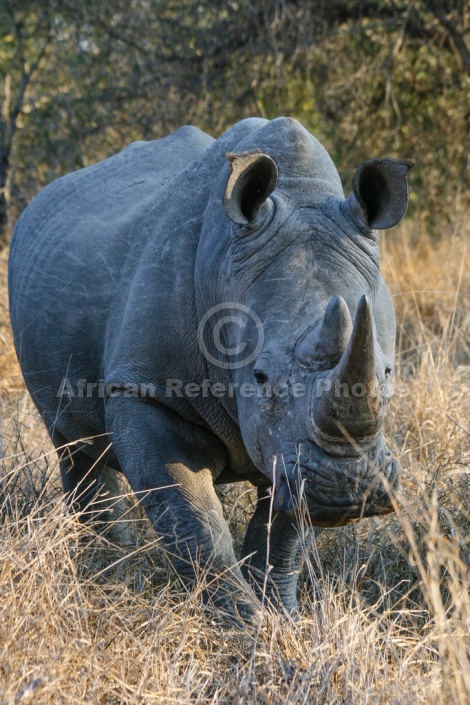 White or Square-Lipped Rhinoceros