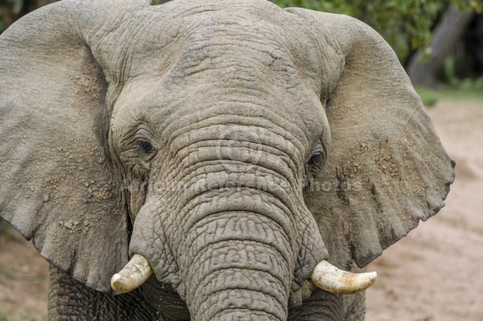 Elephant Close-up