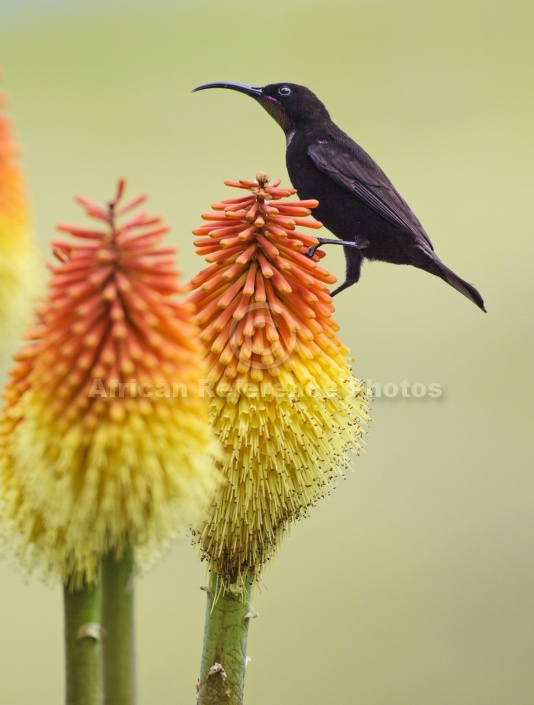 Amethyst Sunbird on Red Hot Poker