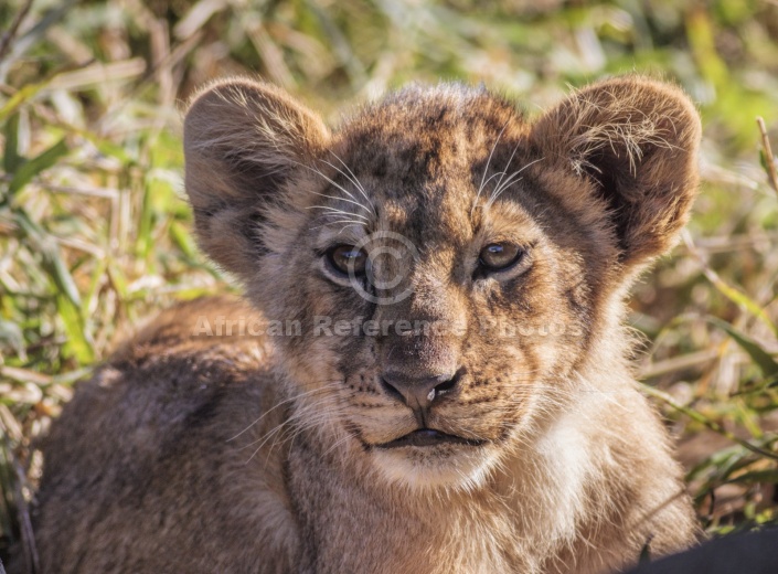 Lion Cub Making Eye Contact