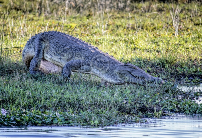 Nile Crocodile on River Bank