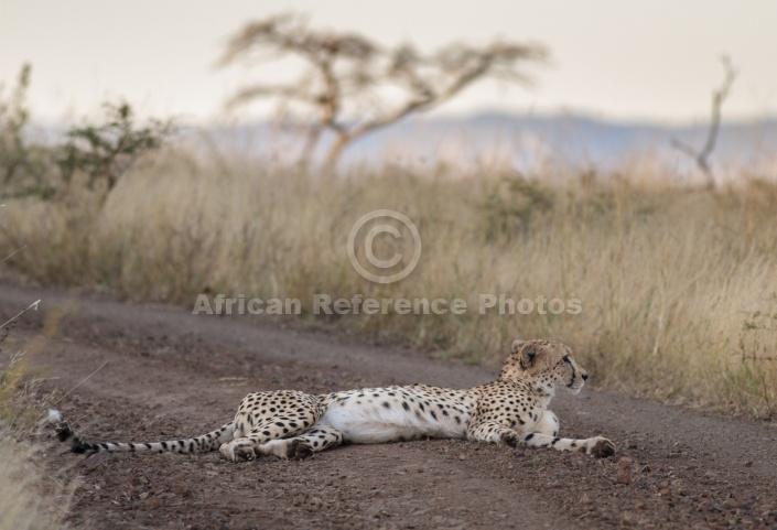 Male Cheetah at Dusk