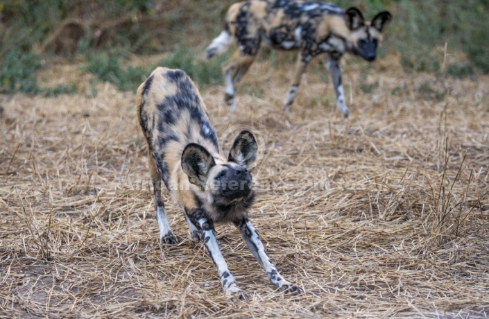 Wild Dog