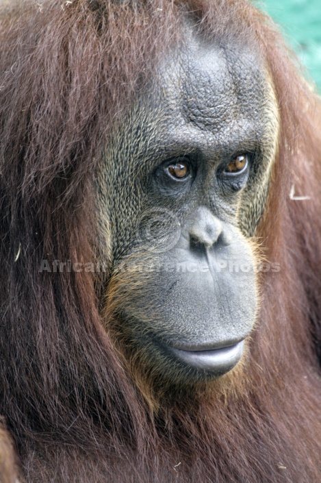 Captive Orangutan