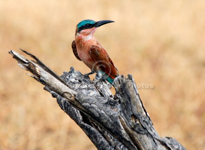 Carmine Bee-eater on Stump